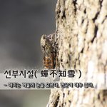 선부지설蟬不知雪 - 매미는 겨울의 눈을 <b>모른다</b>, 견문이 매우 좁다.