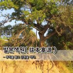 [좋은글] [좋은글] 발본색원拔本塞源 - <b>뿌리</b>를 뽑고 근원을 막다...