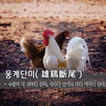 웅계단미雄鷄斷尾 - 수탉이 제 <b>꼬리</b>를 끊다, 재주를 숨기고 화를...