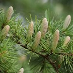 [좋은글] [좋은글] 어느 <b>소나무</b>의 가르침