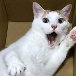 내 개빻은 <b>인성</b>