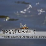 [좋은글] 점수청정點水蜻蜓 - <b>잠자리</b>가 꼬리로 수면에 대다, 일을...