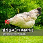 [좋은글] [좋은글] 살계경후殺鷄儆猴 - 닭을 죽여 원숭이에 경고하다...