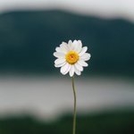 [좋은글] [좋은글] ◇ 15년 어려지는 회춘 비법 12가지