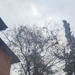 나무에 왜 <b>호박</b>이 달려있는지 아시는분