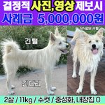 <b>호랑이</b>를 찾습니다