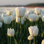 [좋은글] [좋은글] 행복해지는 법