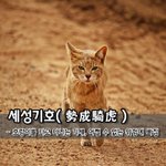 [좋은글] 세성기호勢成騎虎 - <b>호랑이</b>를 타고 다니는 기세, 어쩔...