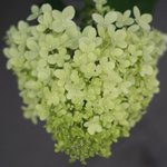 [좋은글] [좋은글] 행복도 심는 것입니다