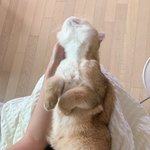 냥님 깨워도 될까요