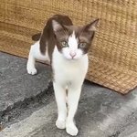 이<b>정도</b>면 고양이계의 장원영 아니냐