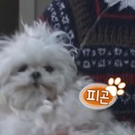 자막 센스까지 미쳤던 '<b>꿀잠</b> 자는 꽃분이'