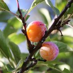 [좋은글] [좋은글] <b>남자</b>의 정력에 좋은 음식