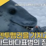 <b>바다</b>표범 개무섭게 생겼네