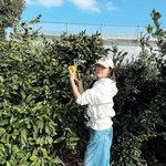 박한별 제주에서 여유 만끽…귤 따기에 <b>열중</b>