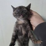포인핸드 보는데 냥이 개웃<b>김</b>