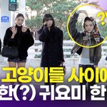 [영상] 미야오, 시크한 언니들 사이 수상한 아기 고양이 '너무...