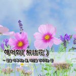 [좋은글] 해어화解語花 - 말을 이해하는 꽃, <b>미인</b>을 가리키는 말