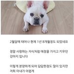 [방탈죄송] 신혼부부가 <b>반려동물</b> 분양 기피대상인 이유