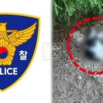 입 안엔 피, 다리 <b>골절</b> 흔적…부산 대학 고양이 사체 발견에 학대...