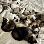 근데 <b>가정집</b>에서 이정도로 많이 키우는 사람들은