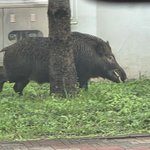 [단독] 도심 <b>멧돼지</b> 출몰 급증…올해도 1000건 돌파 예상