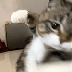 성적 구라쳤는데 소고기 <b>선물</b> 받음 어떡해