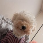 야 우리집 강쥐 어떠냐고ㅗㅗ