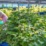 [Deep Review] 두피 <b>쿨링</b>의 새로운 기준, ‘화학적 차가움’이...