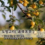 도방고리道傍苦李 - 길가에 있는 쓴 <b>자두</b> 열매, 남에게 버림받음을...