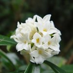 [좋은글] [좋은글] 【백서향】