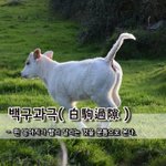 백구과극白駒過隙 - 흰 망아지가 빨리 달리는 것을 문틈으로 <b>본다</b>.