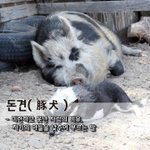 - 미련하고 못난 사람의 비유, 자기의 <b>아들</b>을 낮추어 부르는 말