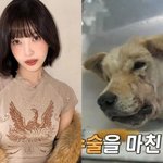 학대견 기적 회복에 “내가 다 배부르다” 안심 (동물농장)[<b>TV</b>종합]