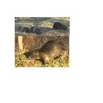 외래종 대형괴물쥐 <b>출몰</b>