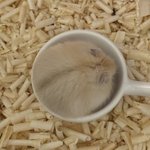 [댓글부탁해] 내가 키우고 있는 <b>콩떡</b>이