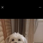 강아지<b>유치원</b>