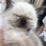 또<b>루루</b>루루