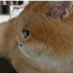 [<b>레이</b>] 베리레드톡)