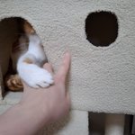 나의 동거묘 <b>도칠</b>이가 10년만에 한 기특한 행동