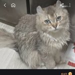 너넨 <b>동물들</b> 교배시키는거 욕먹을 행동이라 생각함?