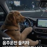 개에게는 <b>어떠</b>한 혐의도