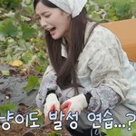 밭에서 <b>지렁이</b> 발견한 여돌, 그거 젤리 아니야