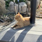 고양이가 귀여운 이유는 <b>무턱</b>이기 때문이다