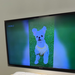 장승배기역에서 반려견 물림 사고로 <b>강아지</b>가 무지개 다리를 건넜어요