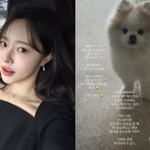 <b>이솔</b>이, 안타까운 소식..'심장병 진단' 반려견 이상증세 "마음...
