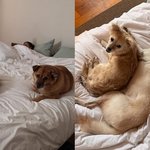 <b>낮잠</b> 자는 이효리, 애정 폭발 이상순...따뜻한 일상 [해시태그]