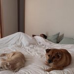 이상순’ 이효리, 평창동 60억 家서 반려견과 <b>낮잠</b>…요가쌤의 휴식