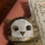 용기좀내