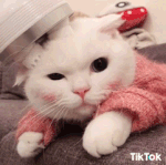 <b>왕스</b>